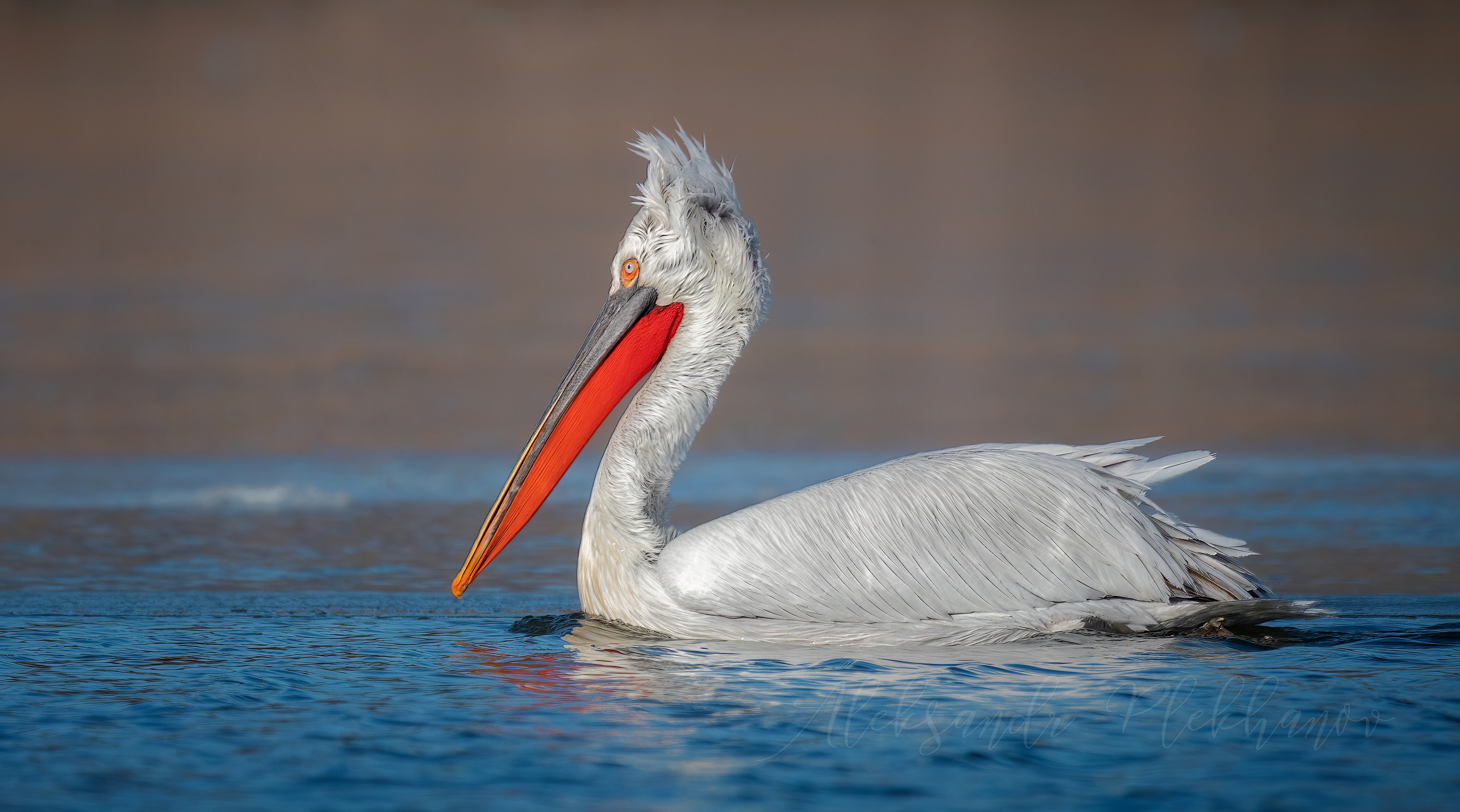 Ветреный кудрявый пеликан