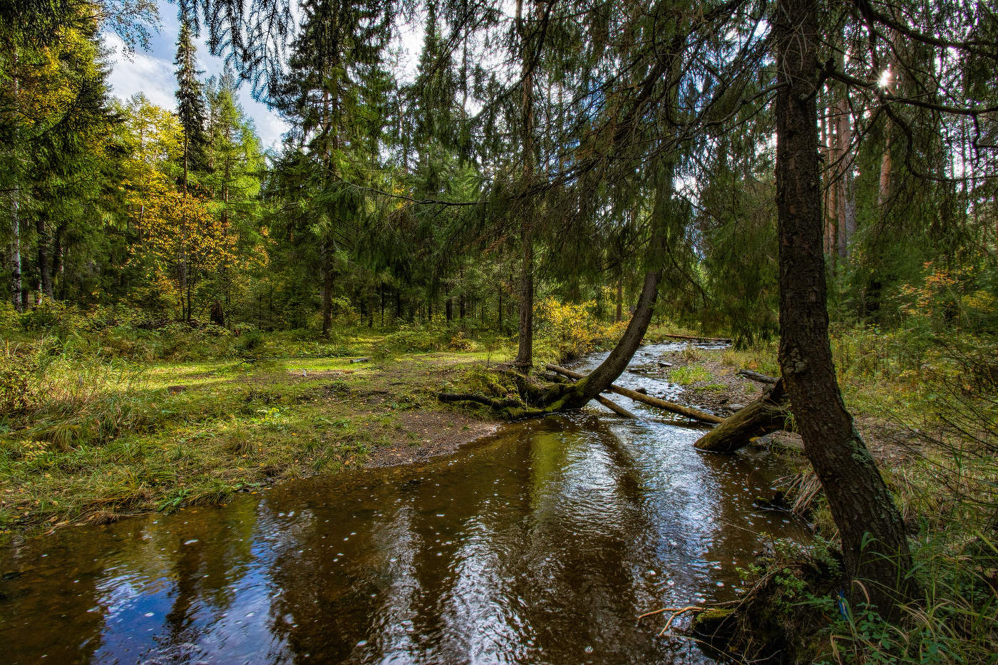 Лесной пейзаж