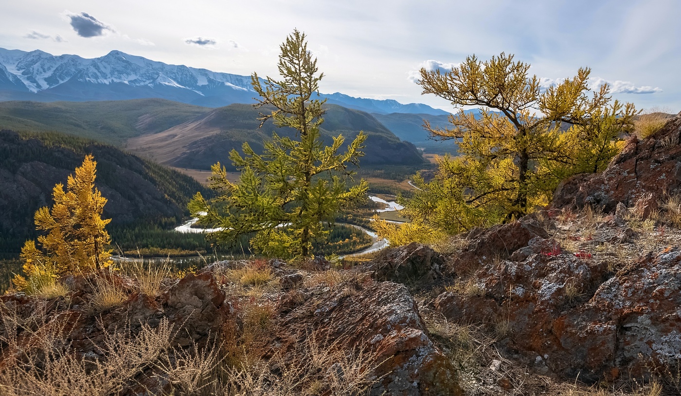 Осенние лиственницы