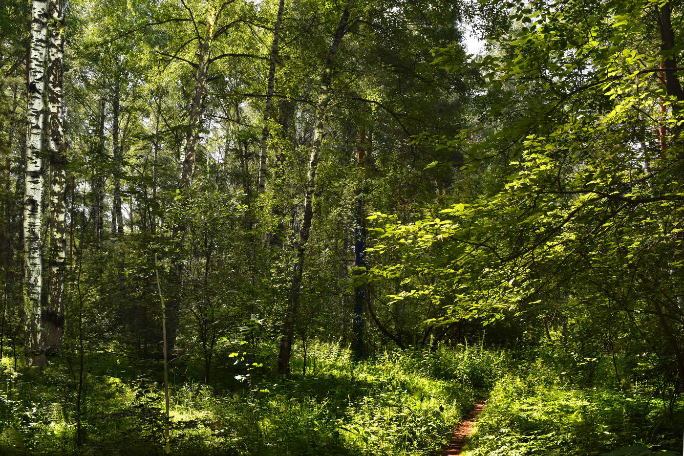 Летом в лесу