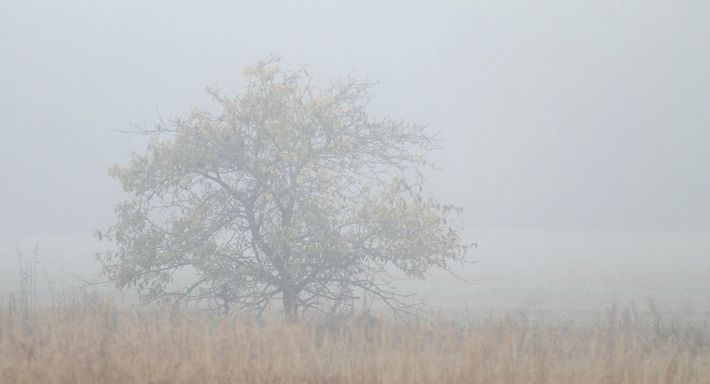 По туманным тропам