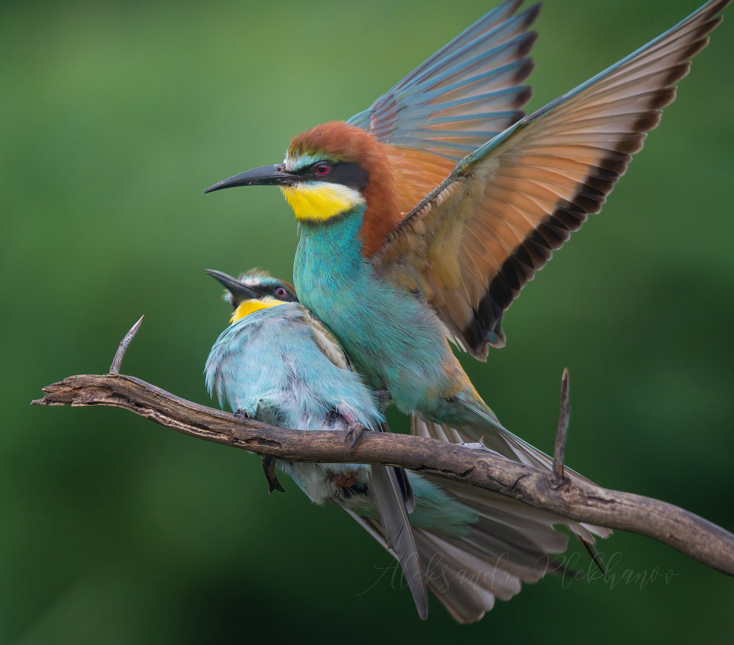 Торжество жизни