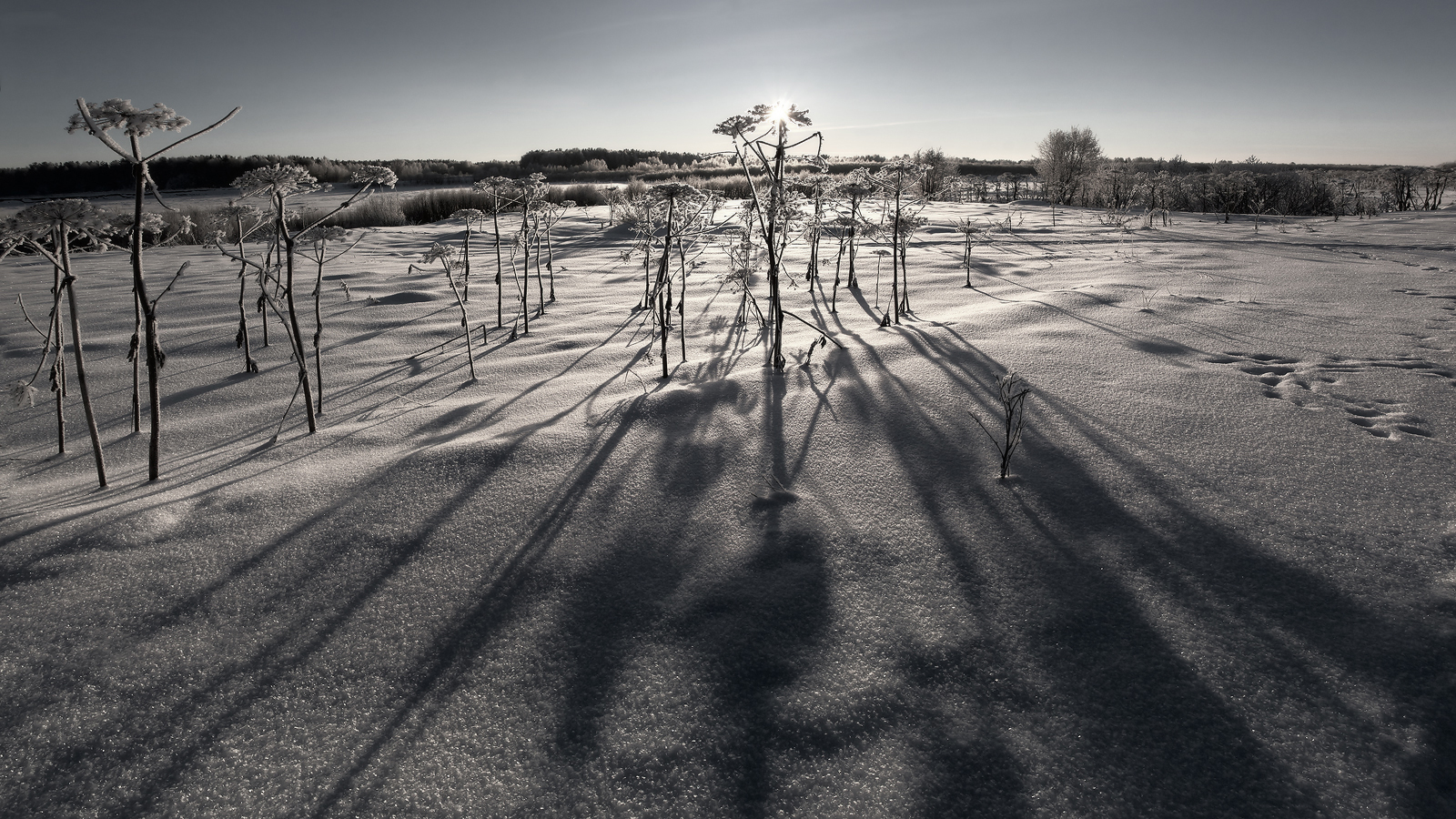 Борщевик незамерзающий...