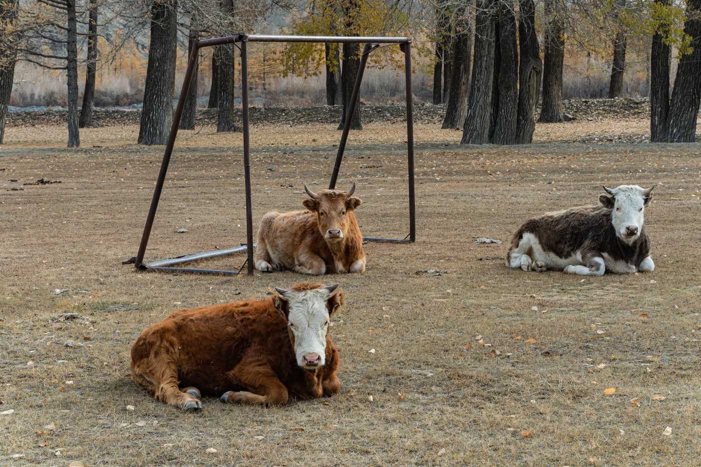 Вратарь и защитники