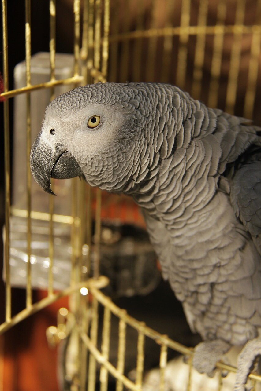 Кеша хорррроший!…