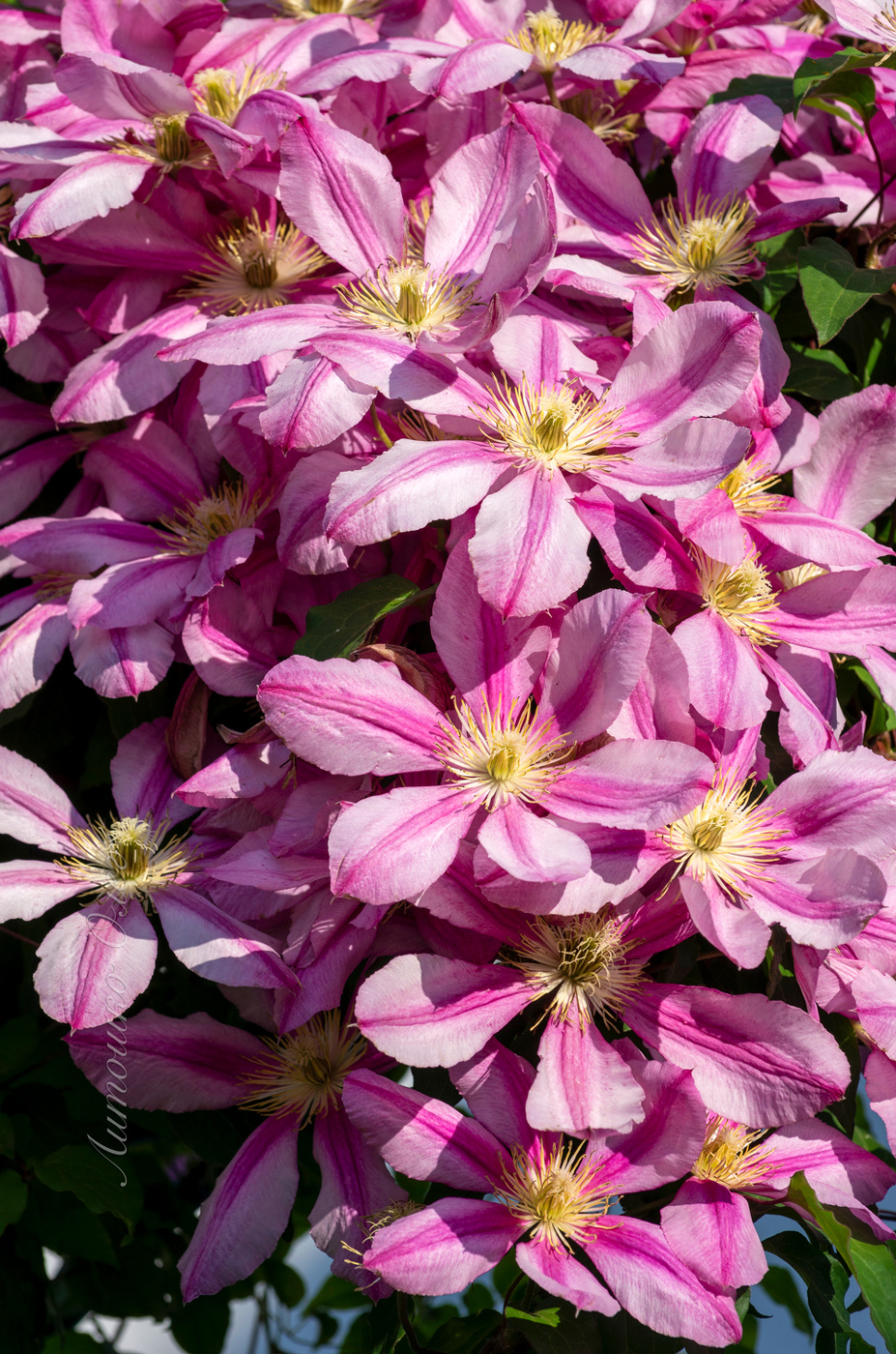 Нелли Мозер.