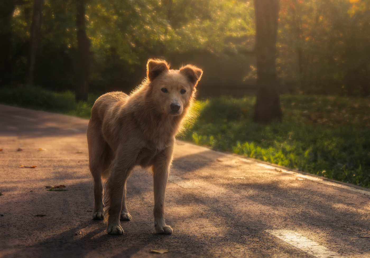 Хороший, хороший пёсик...