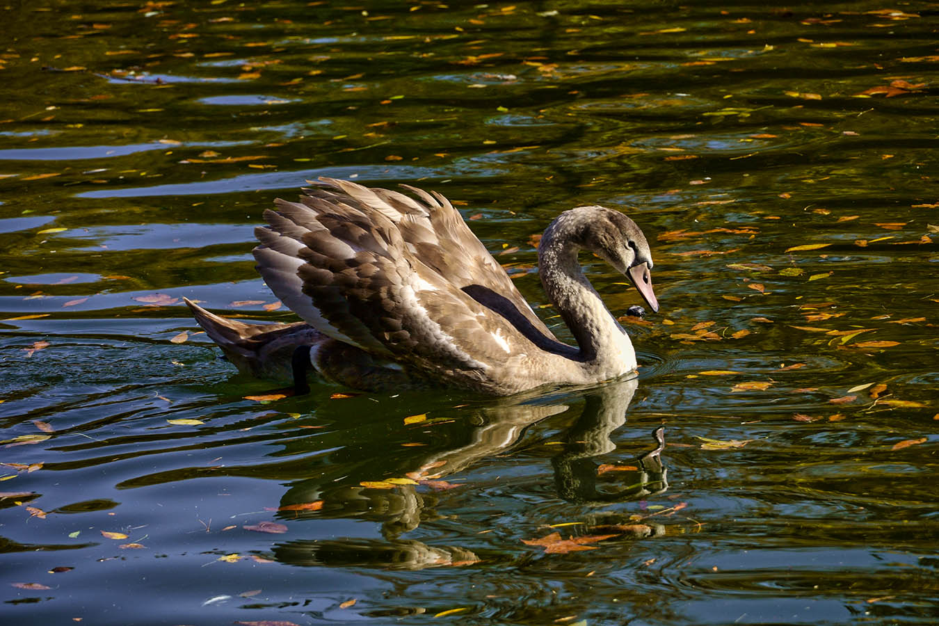 "Гадкий утенок"