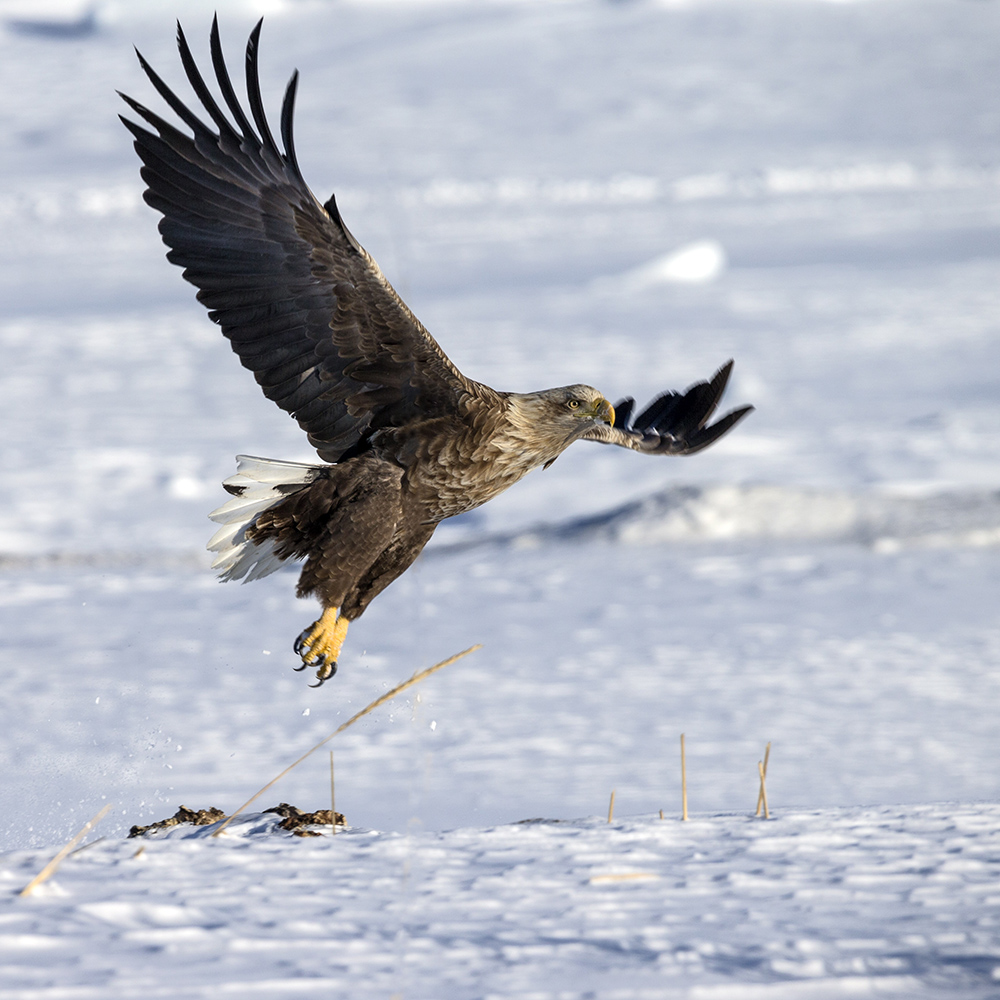 Белохвостый орлан