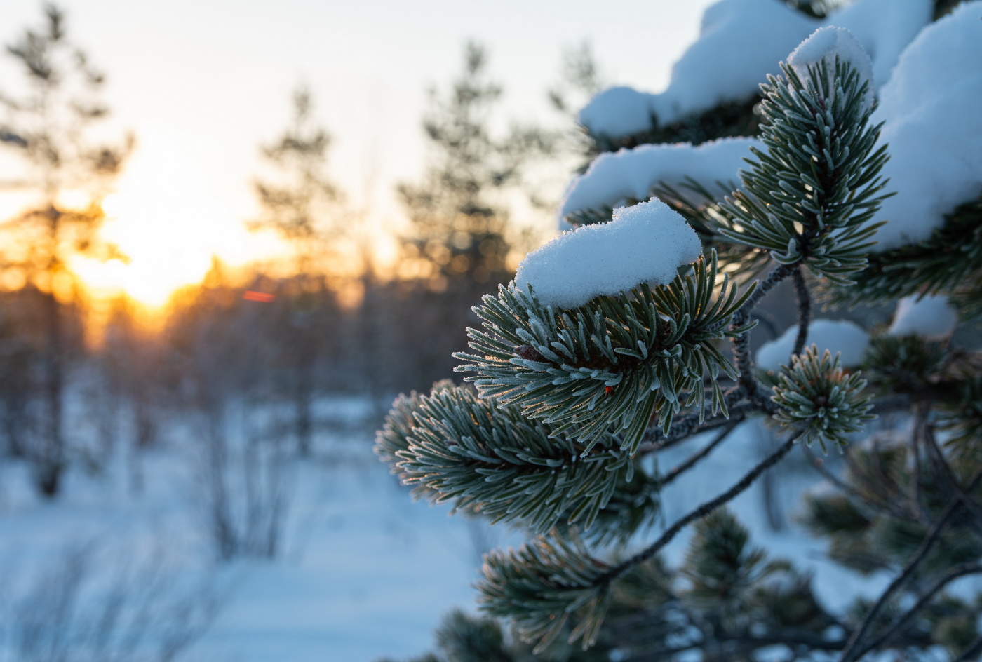 мороз и солнце