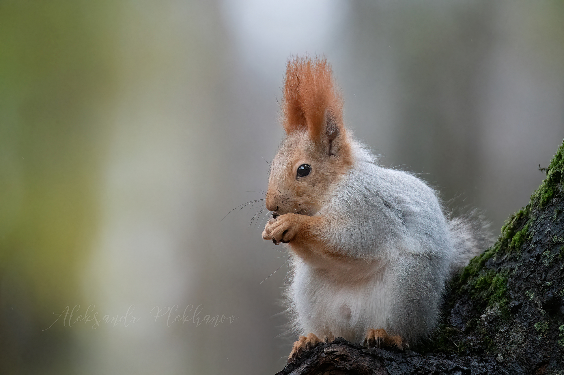 Я очень люблю семечки