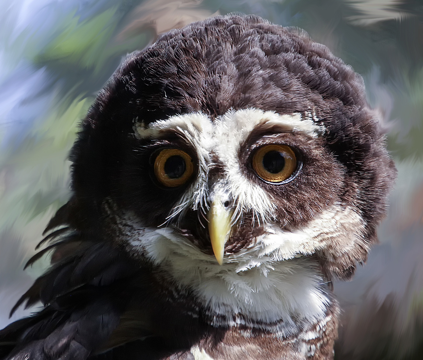 Очковая неотропическая сова