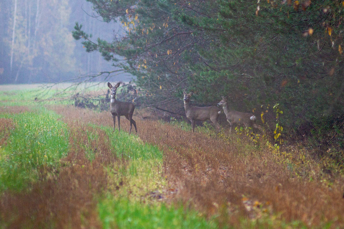 Осторожный выход на обед