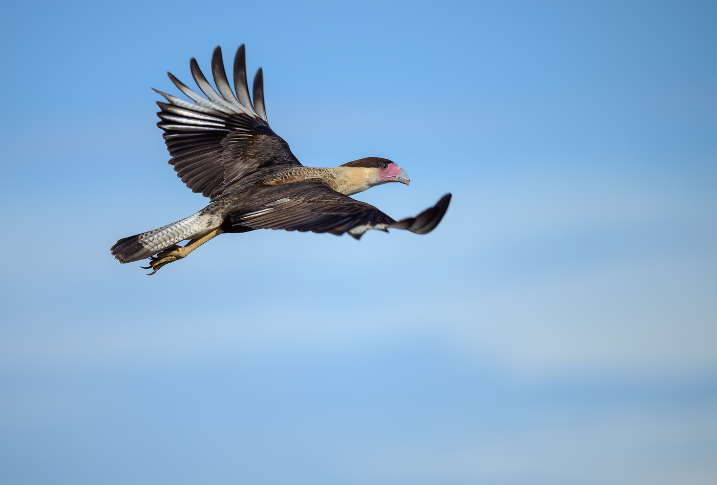 Northern crested caracara