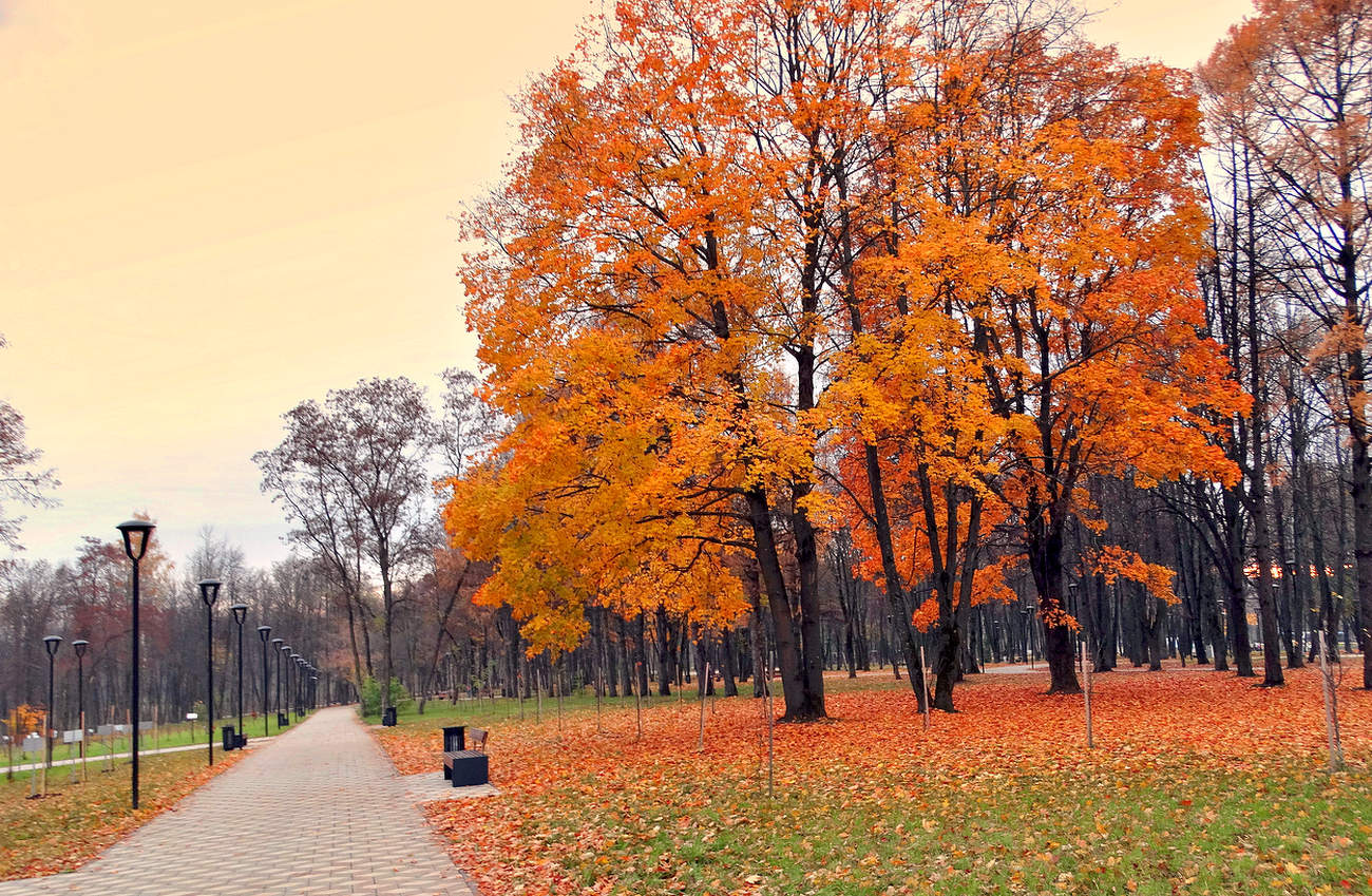 Последняя раскраска осени