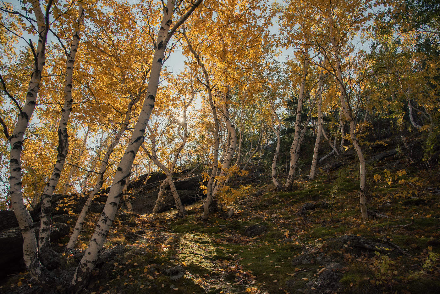 Танцующие березки