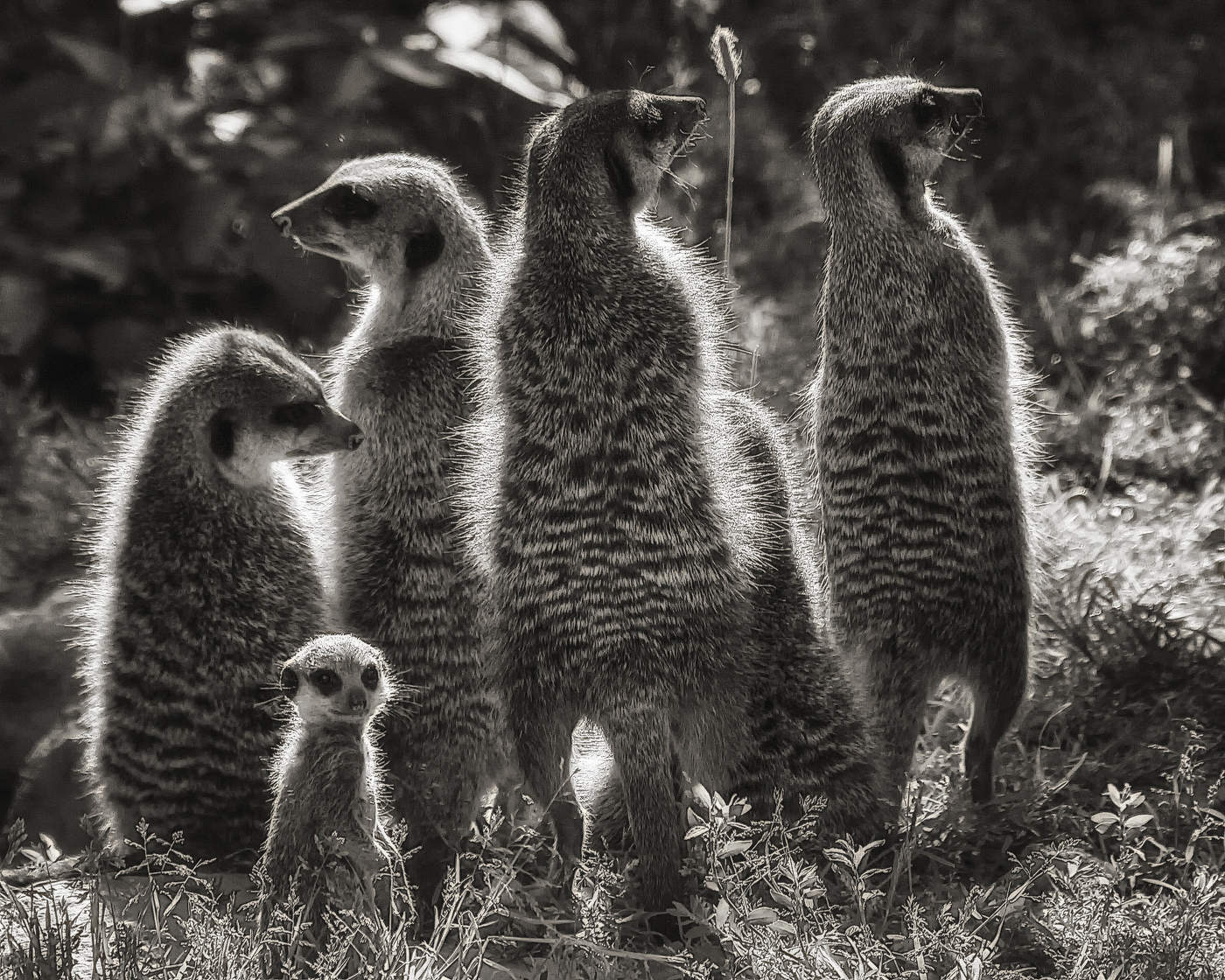 Солнечные человечки