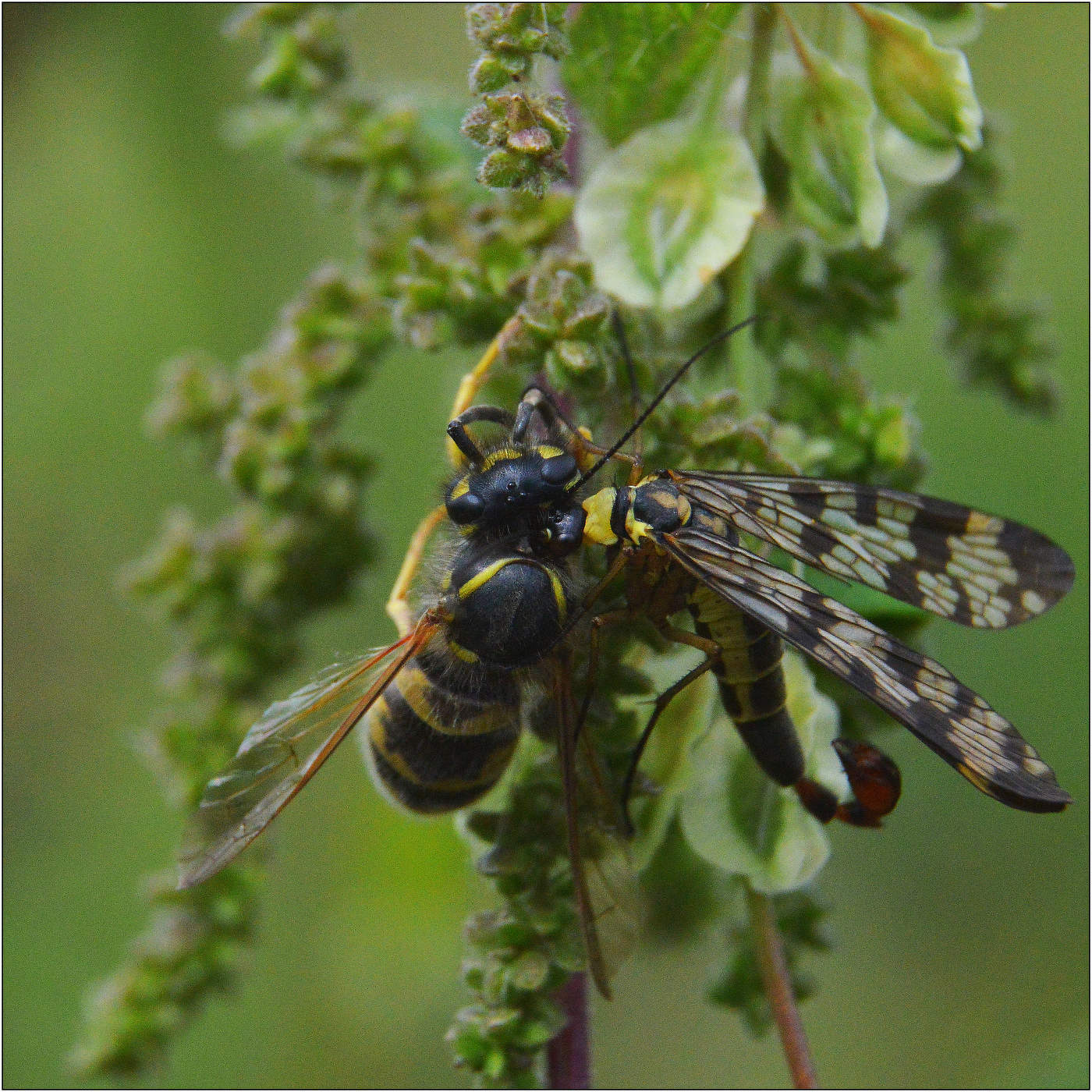 Тихая охота.