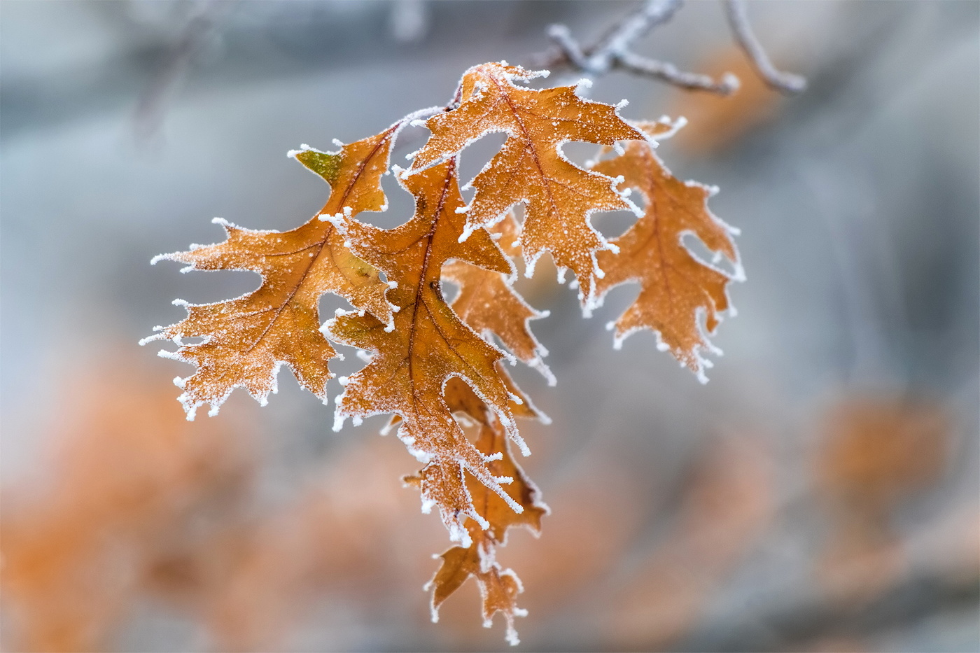 В обрамлении зимы.