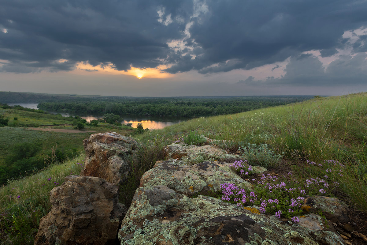 Чабрец на камнях
