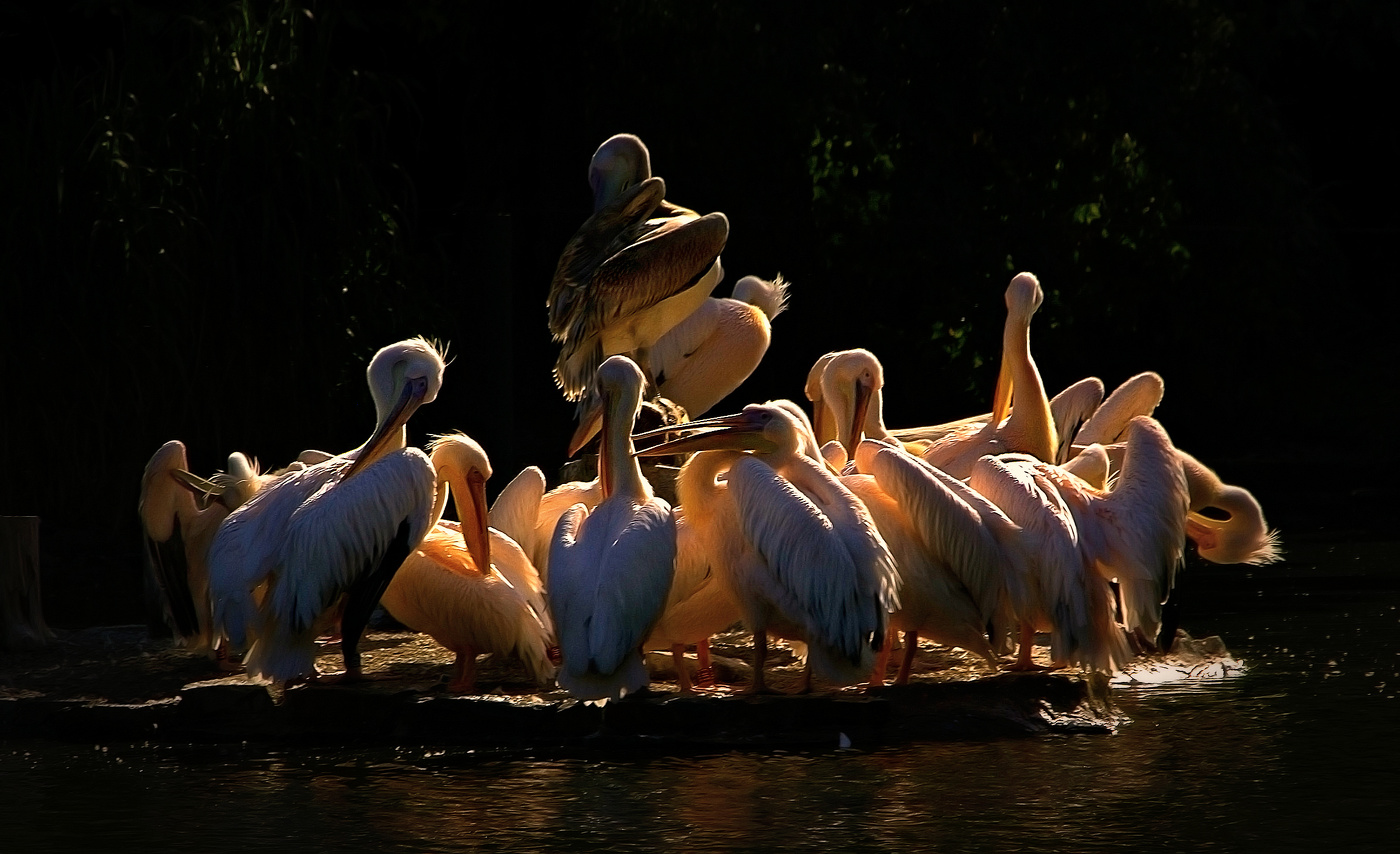 Островок пеликанов