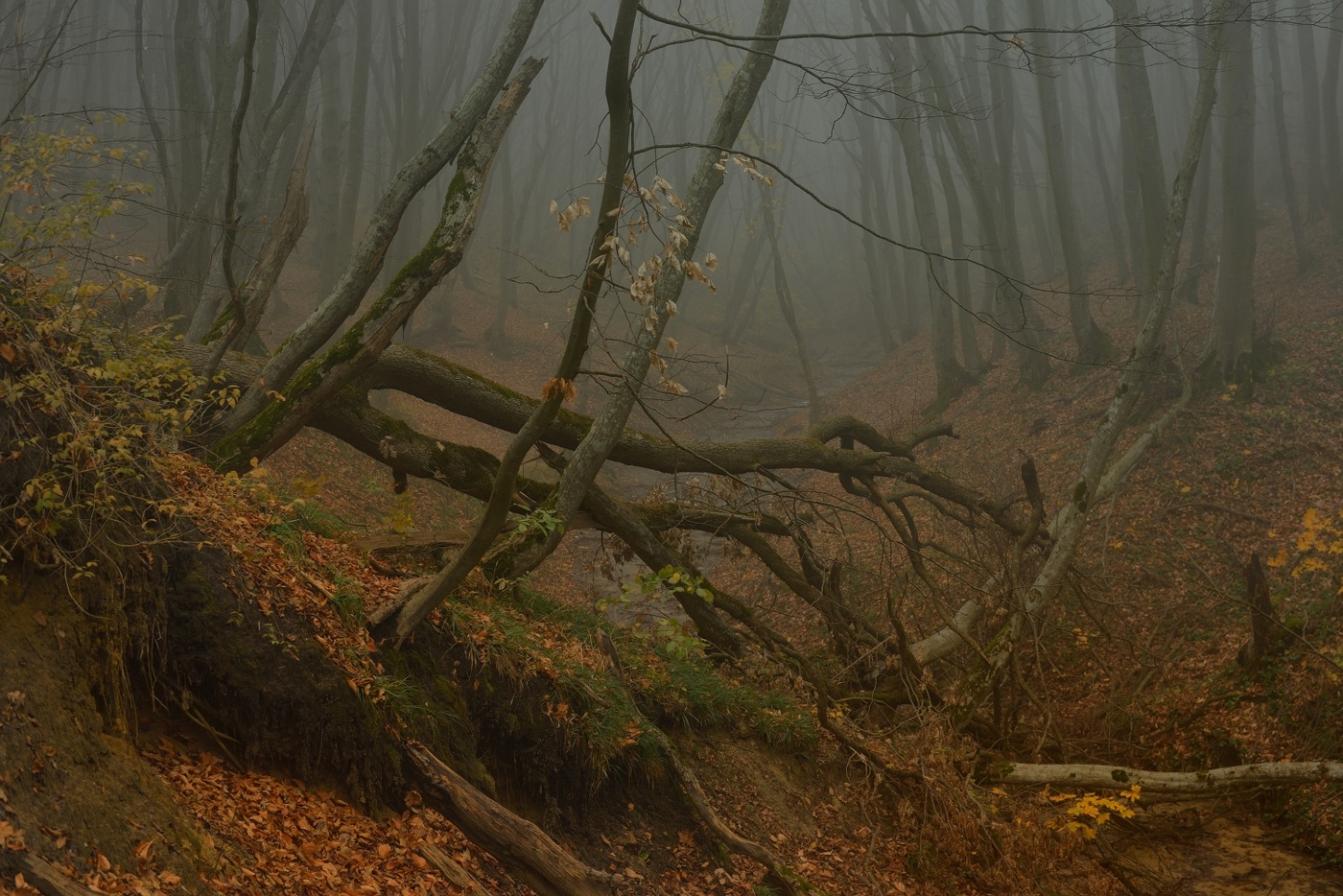 Осеннее утро