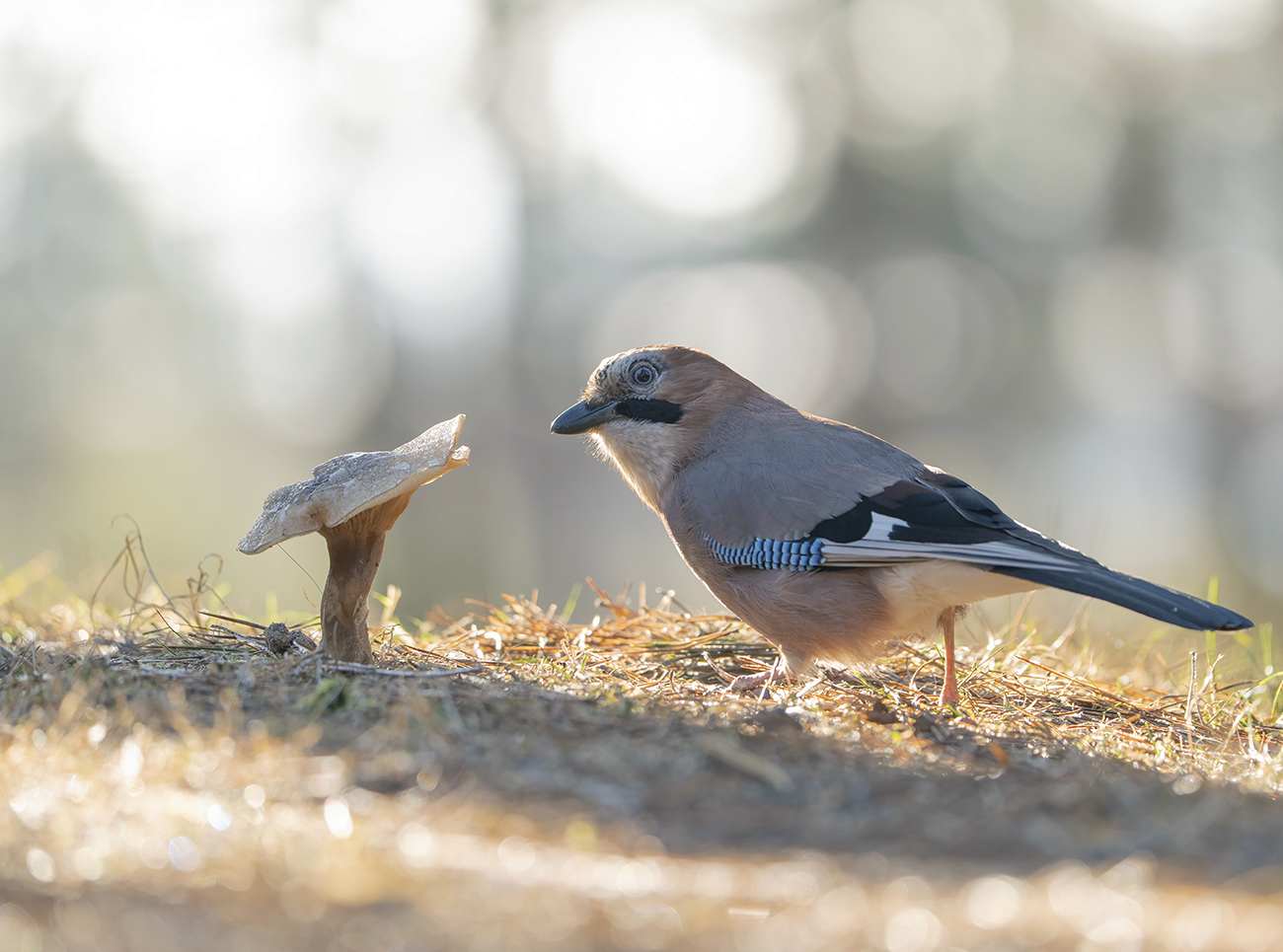 Картинка из леса