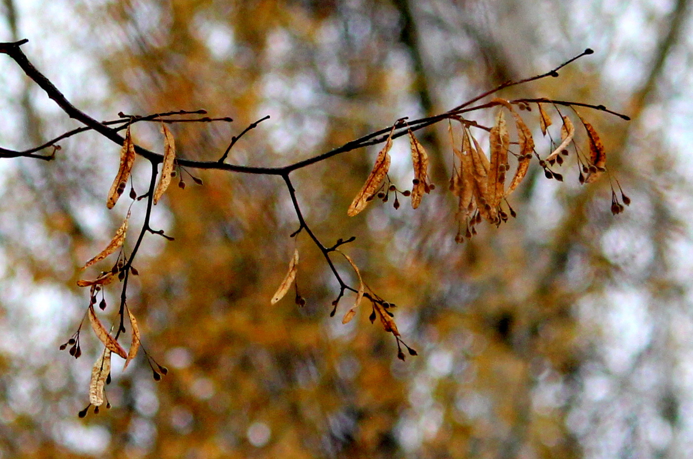 Осенняя прозрачность.