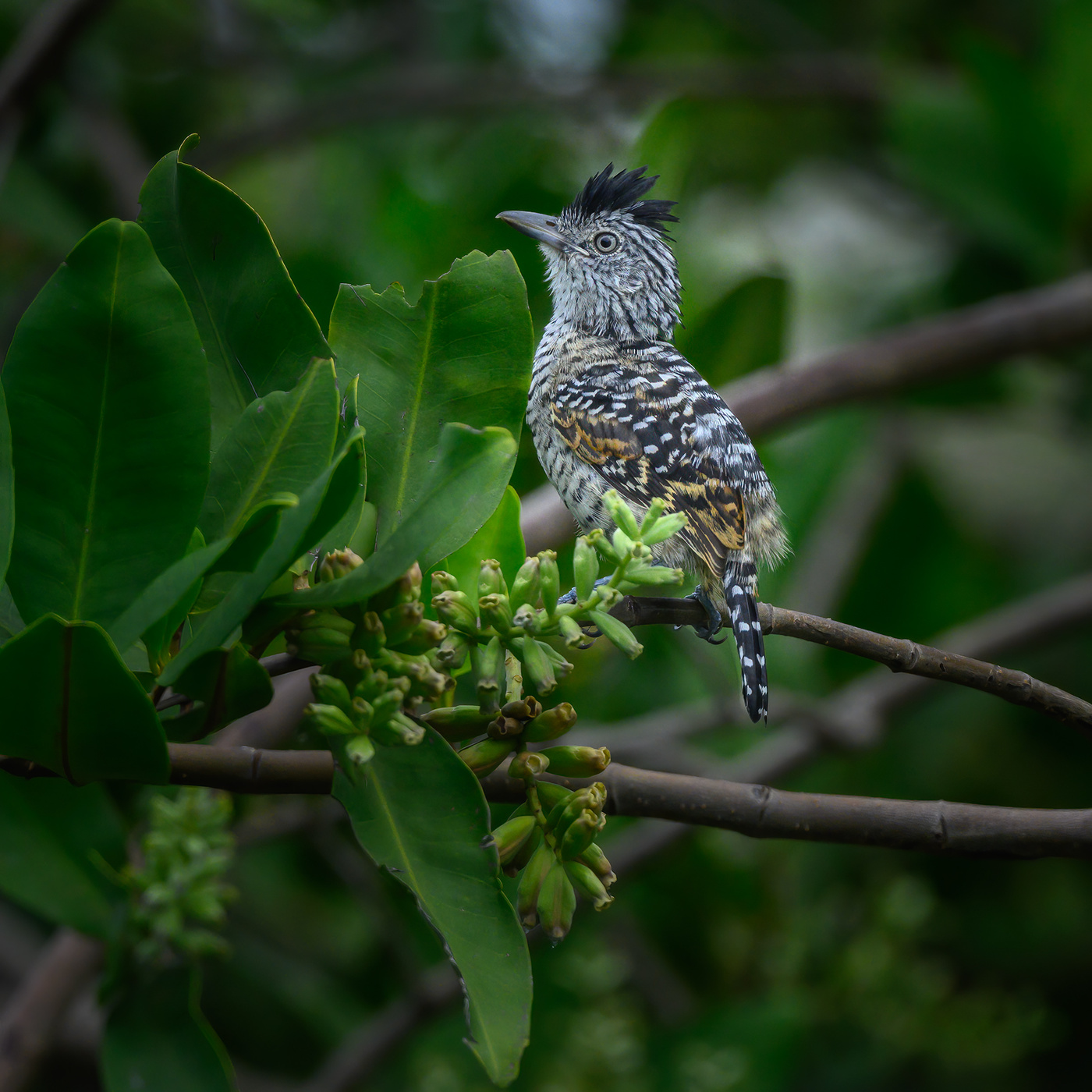 Barred antshrike (m)