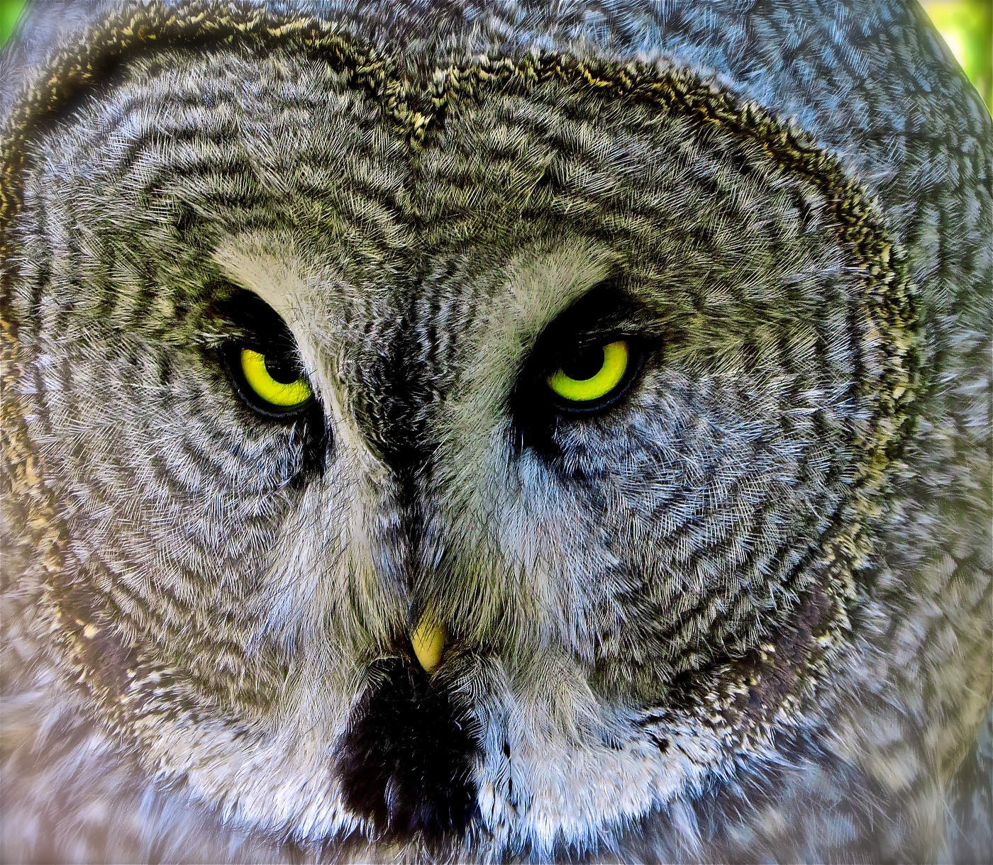 «Эти глаза напротив»