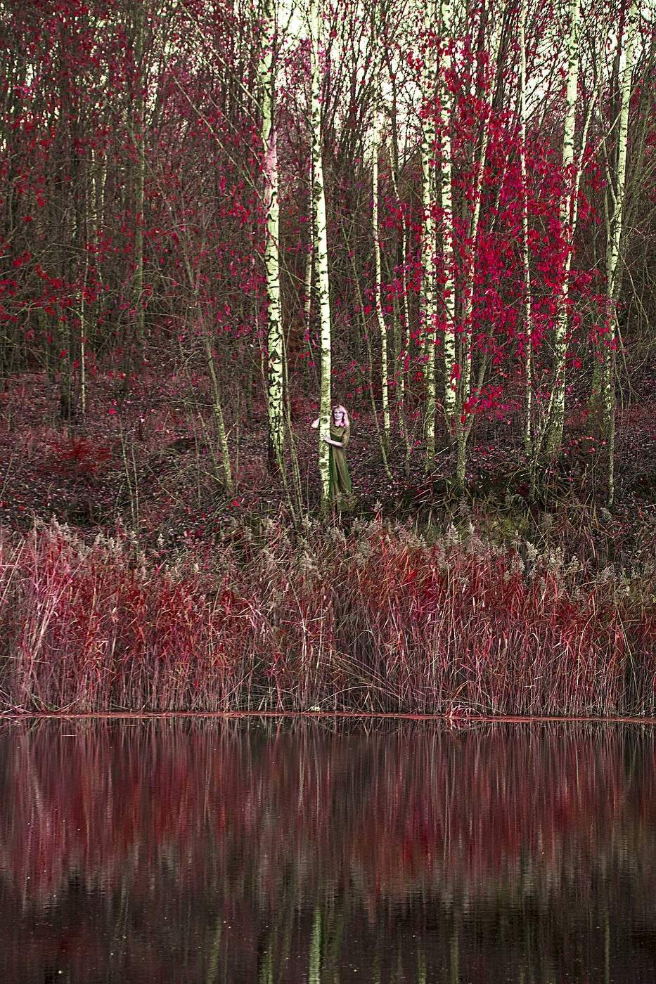Фантастический лес.