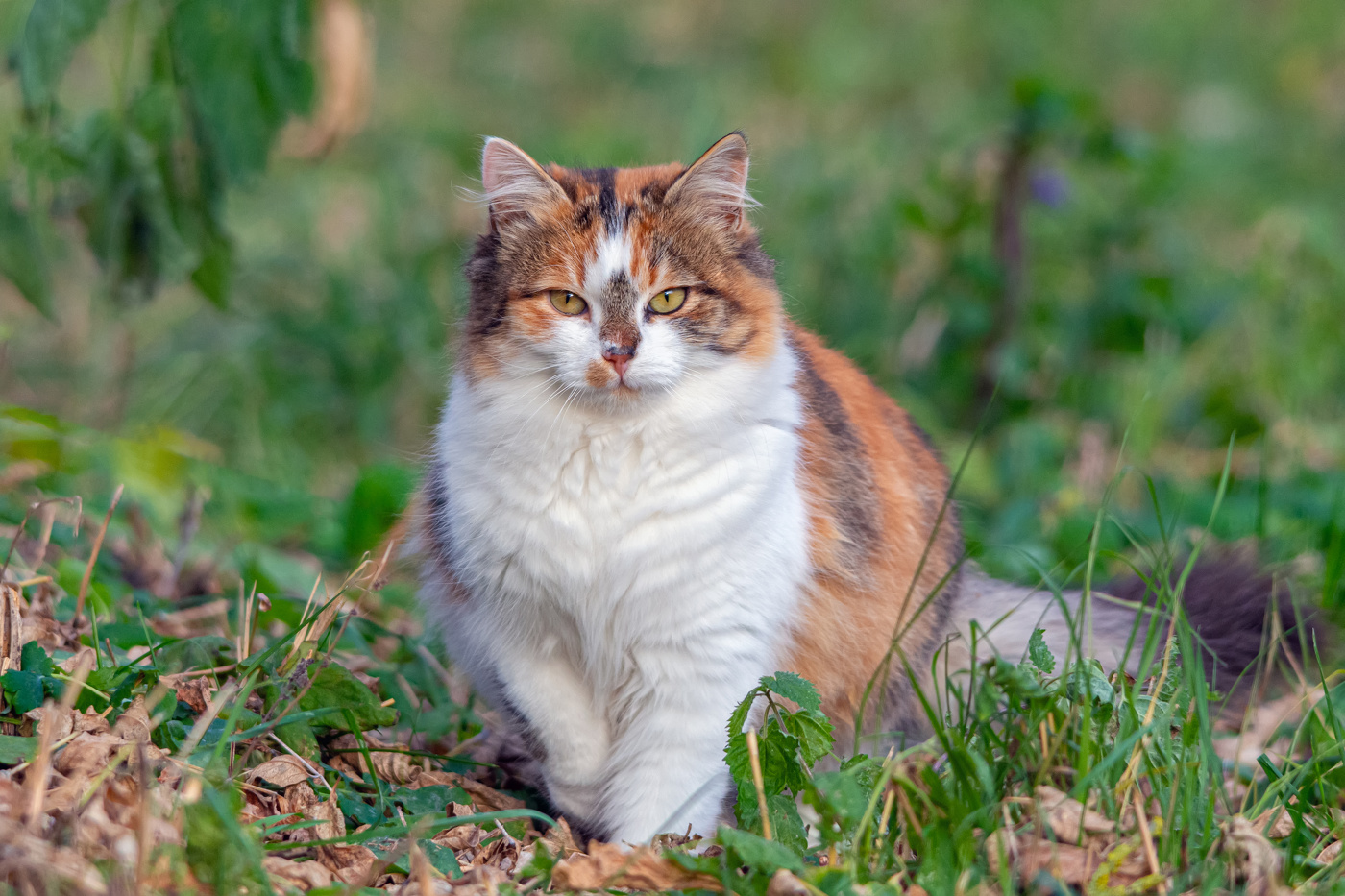 жительница заброшенной ГЭС