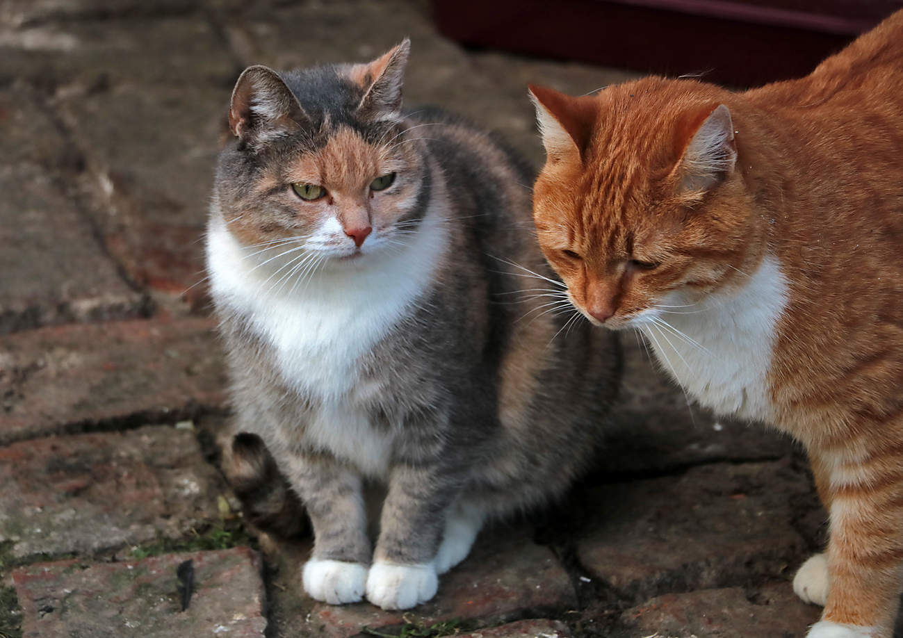 Монастырские коты