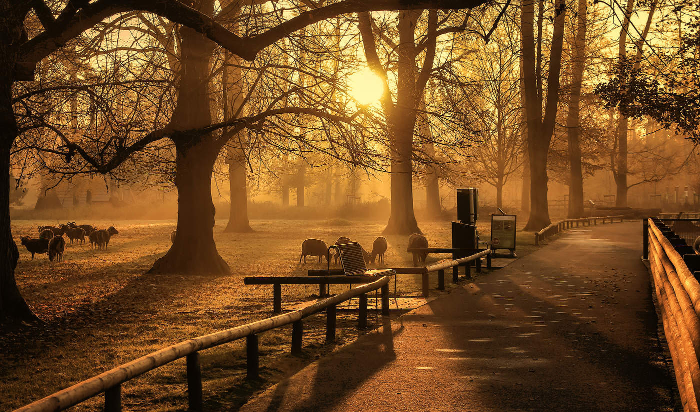 Утро в экопарке