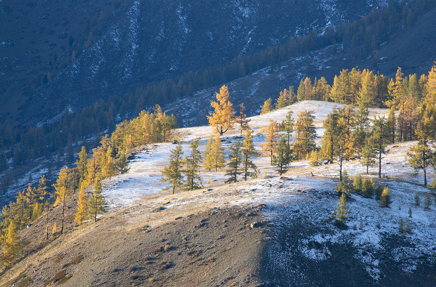 Белая проплешина