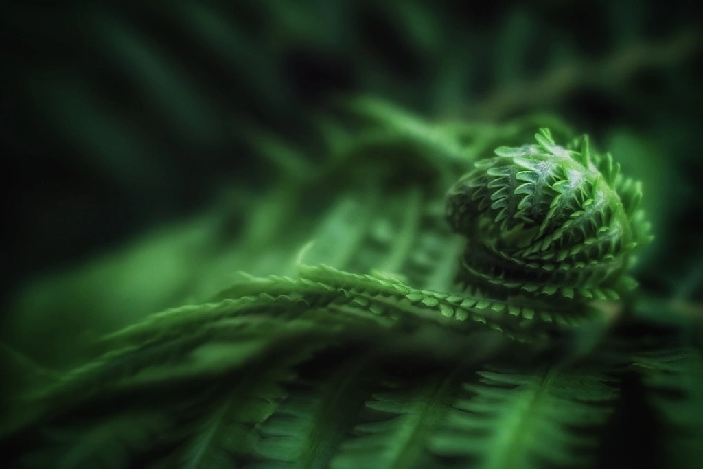 Папоротник