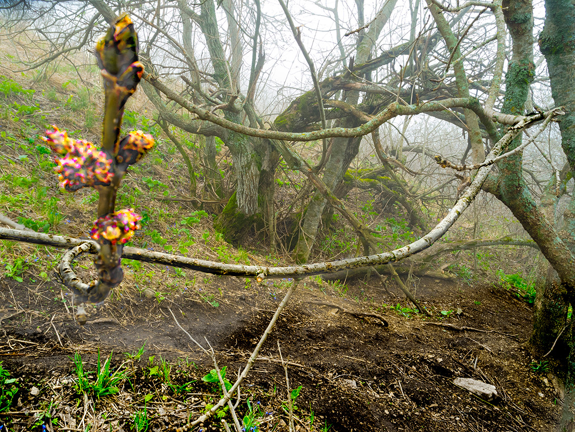 Там Леший бродит