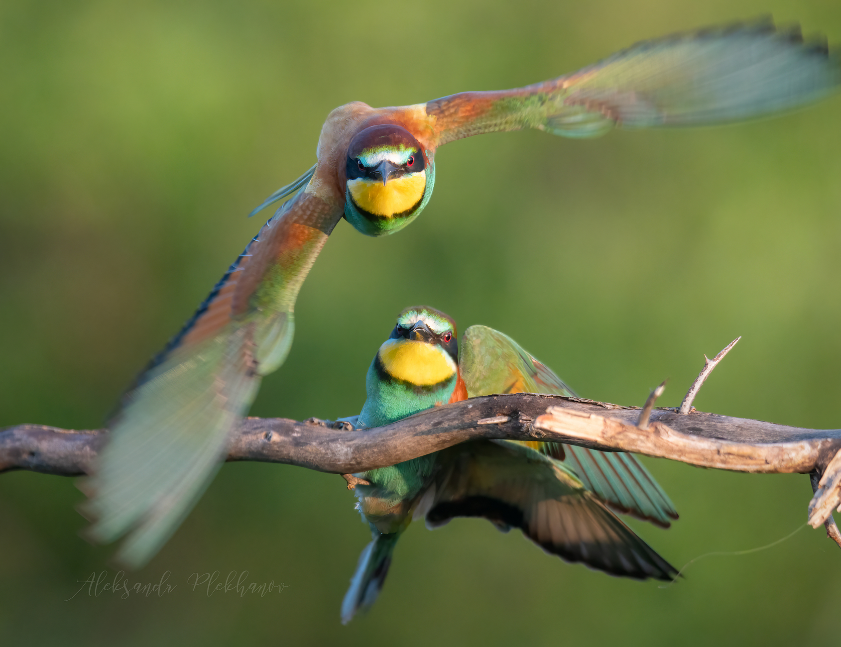 Любовь окрыляет