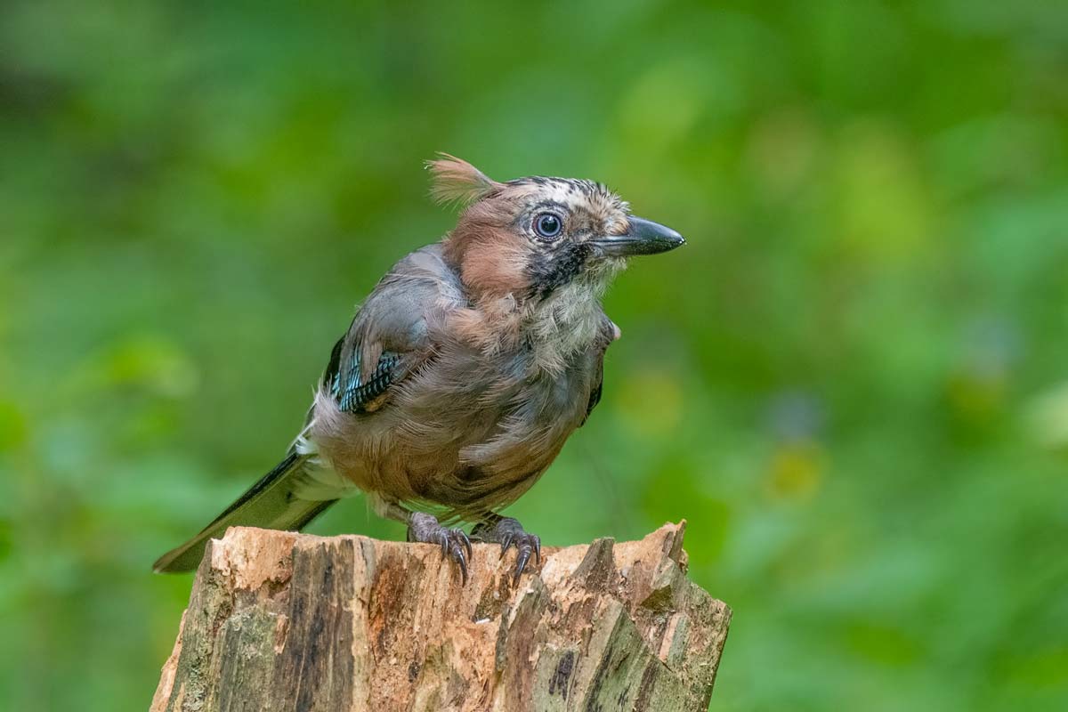 Индеец "Шикоба" (перо)