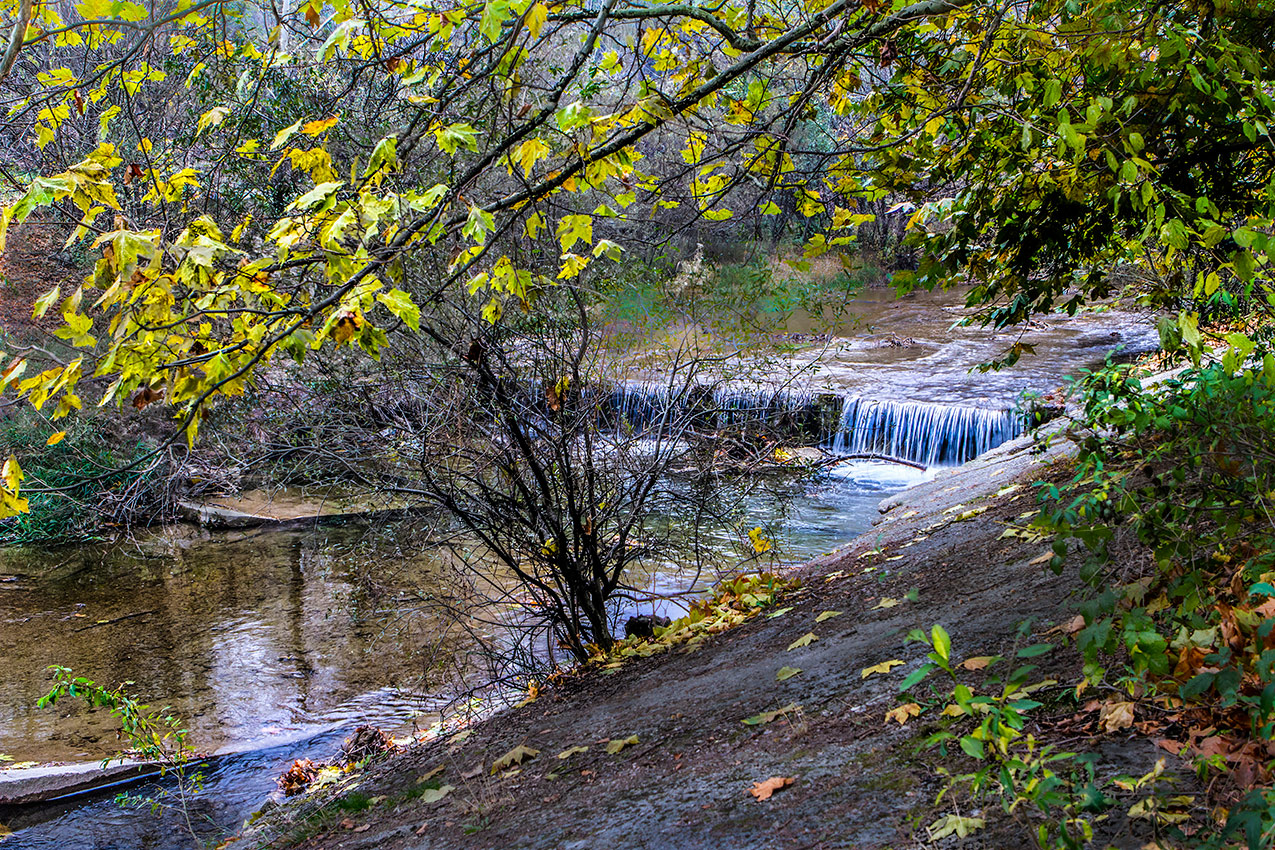 Под сенью листвы
