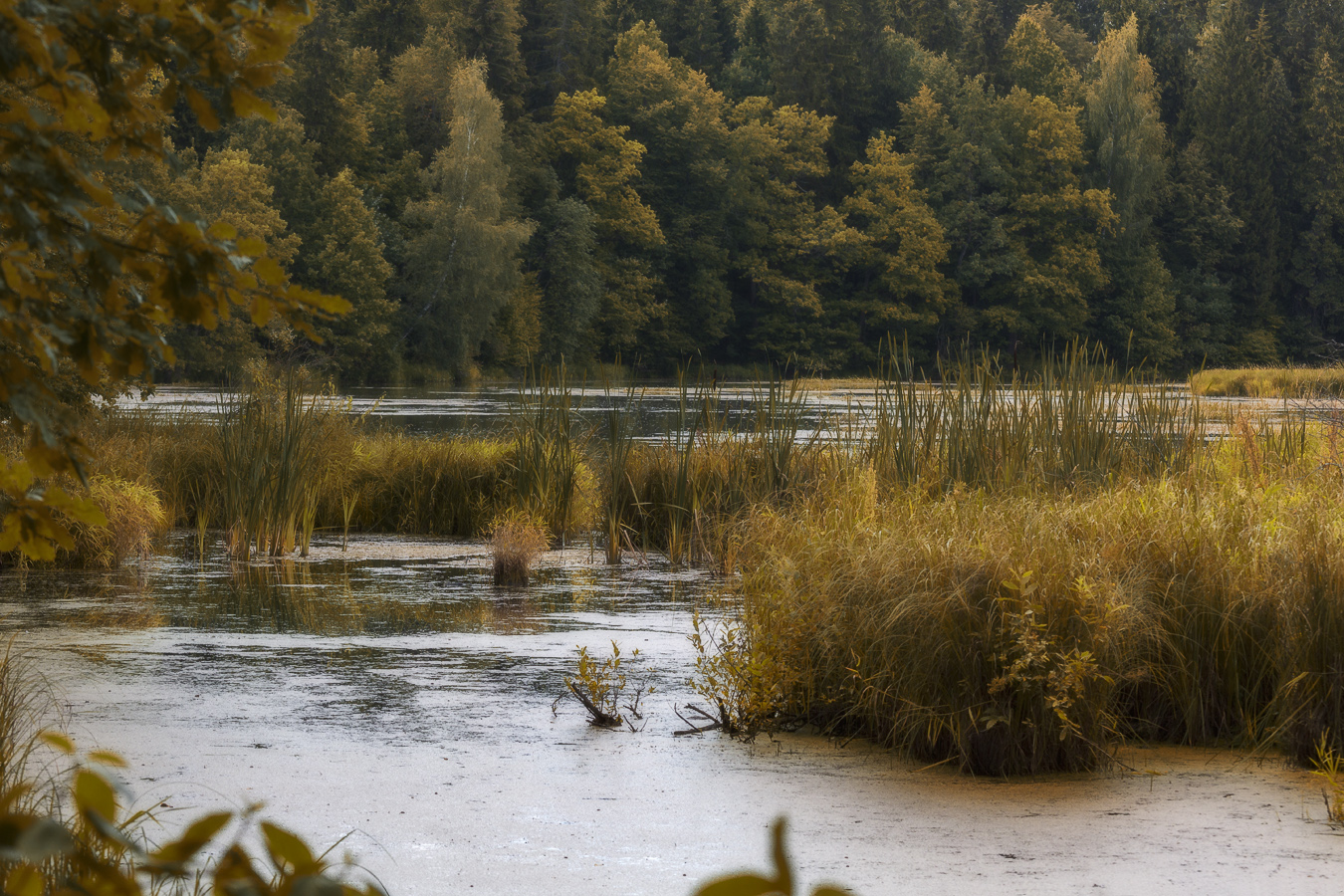 В тихом омуте ...