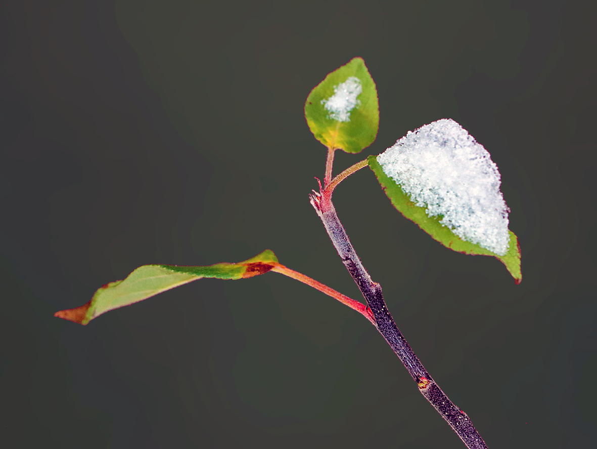 После снегопада 24 ноября