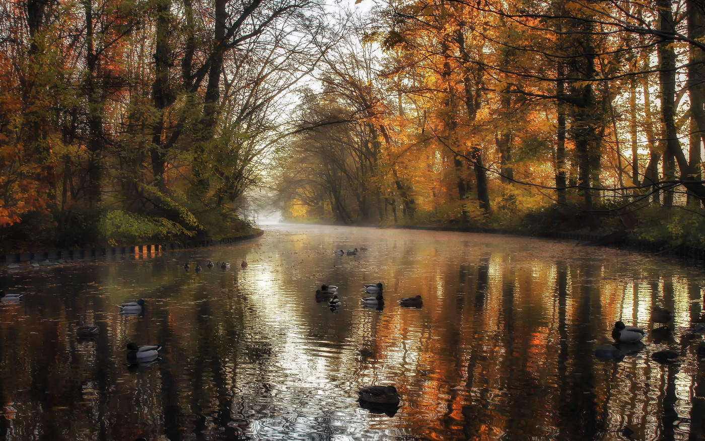 Когда утки спят