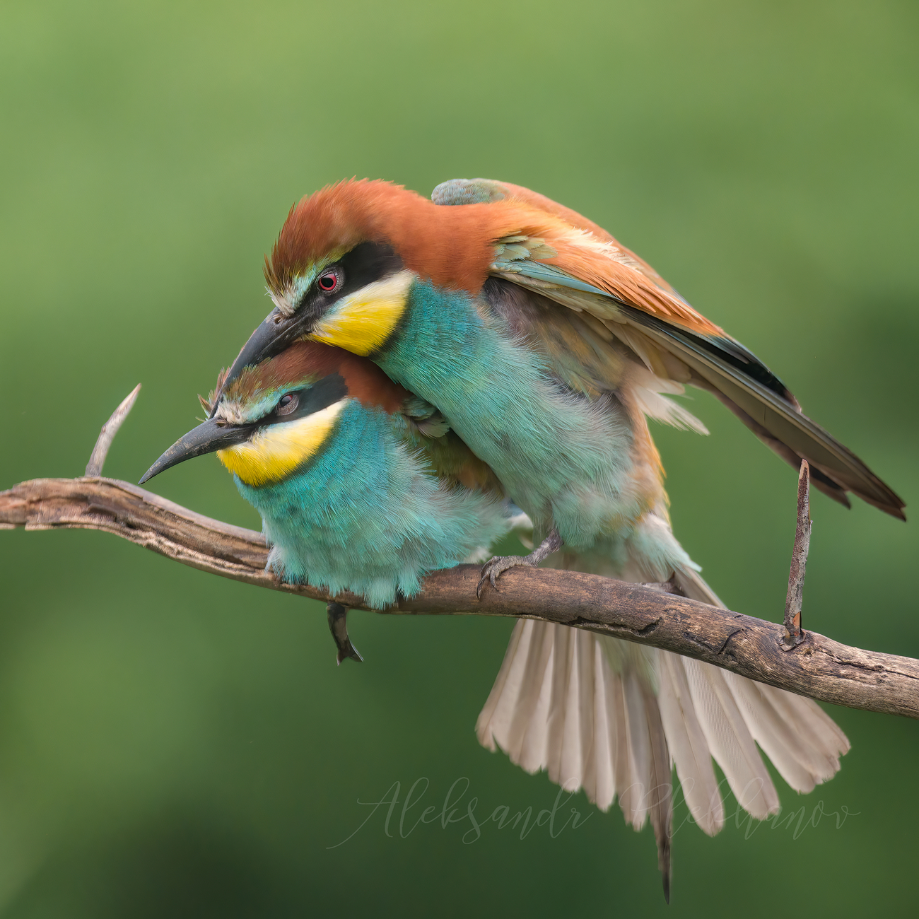 Я буду любить тебя нежно