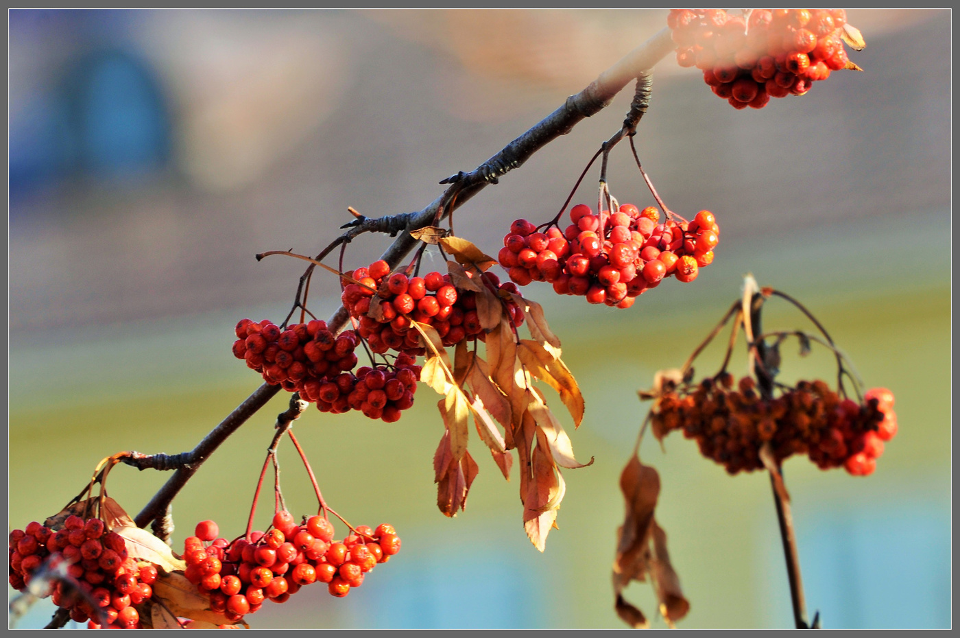 Рябинка - осени краса