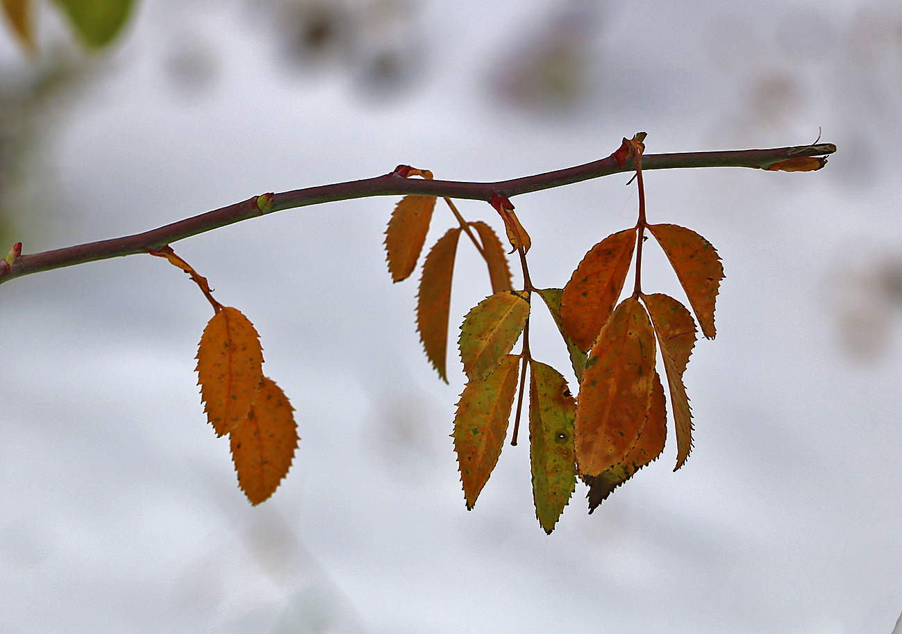 В конце ноября
