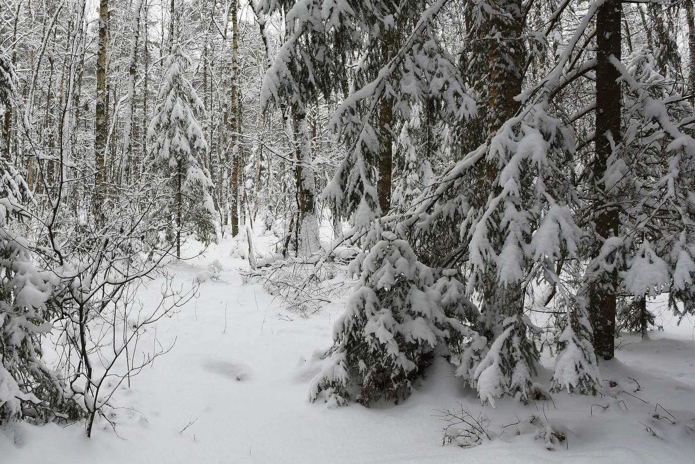 "И вот сама, идет волшебница-зима ..."