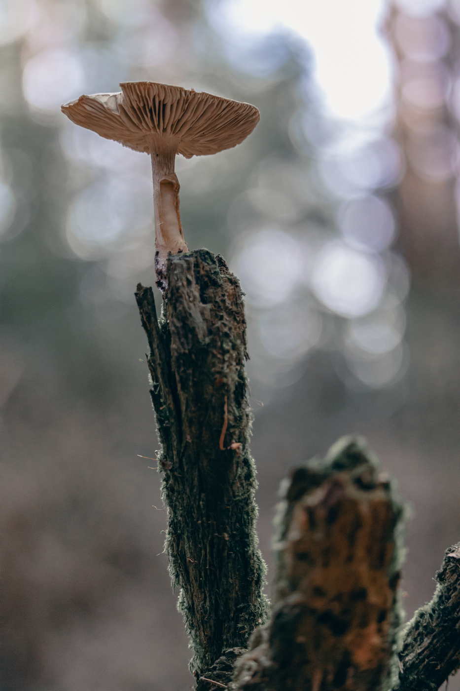 Ich werde auf einem Baumstumpf sitzen ...