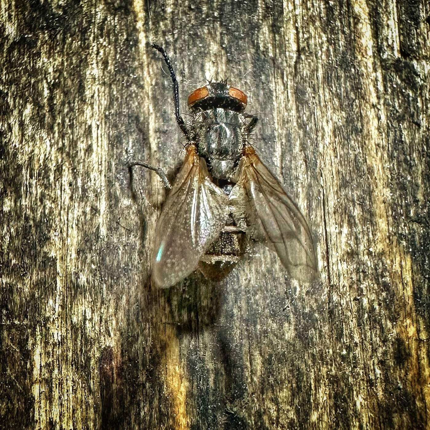 Муха-Цокотуха