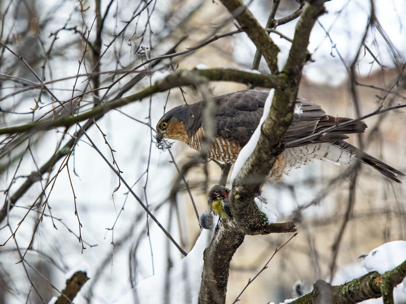 Завтрак хищника.